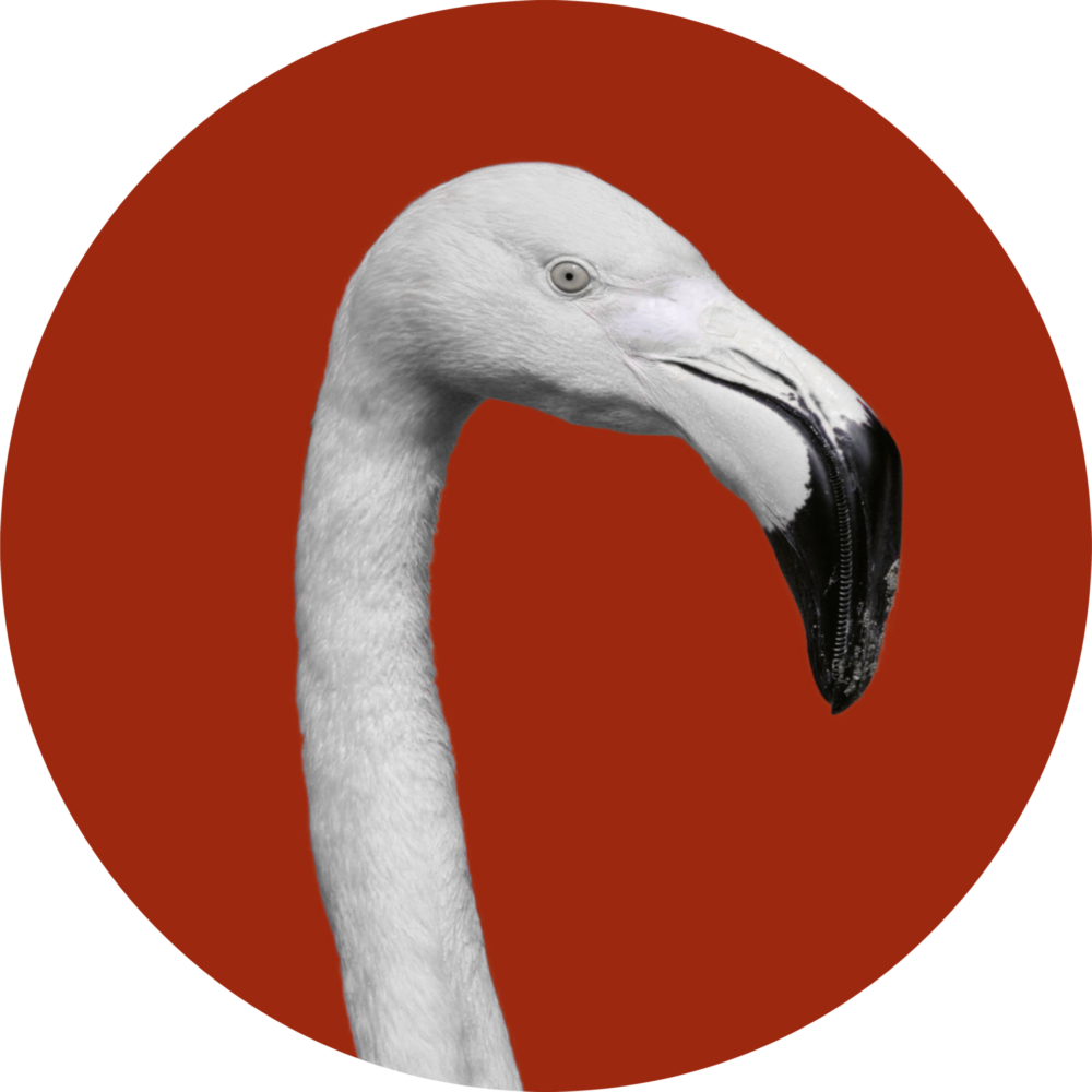 Flamant Impression sur verre