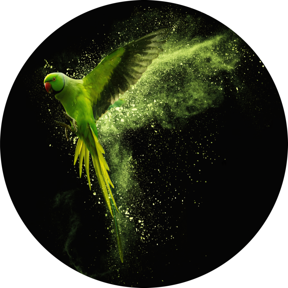 Green Parrot Glass Wall Art