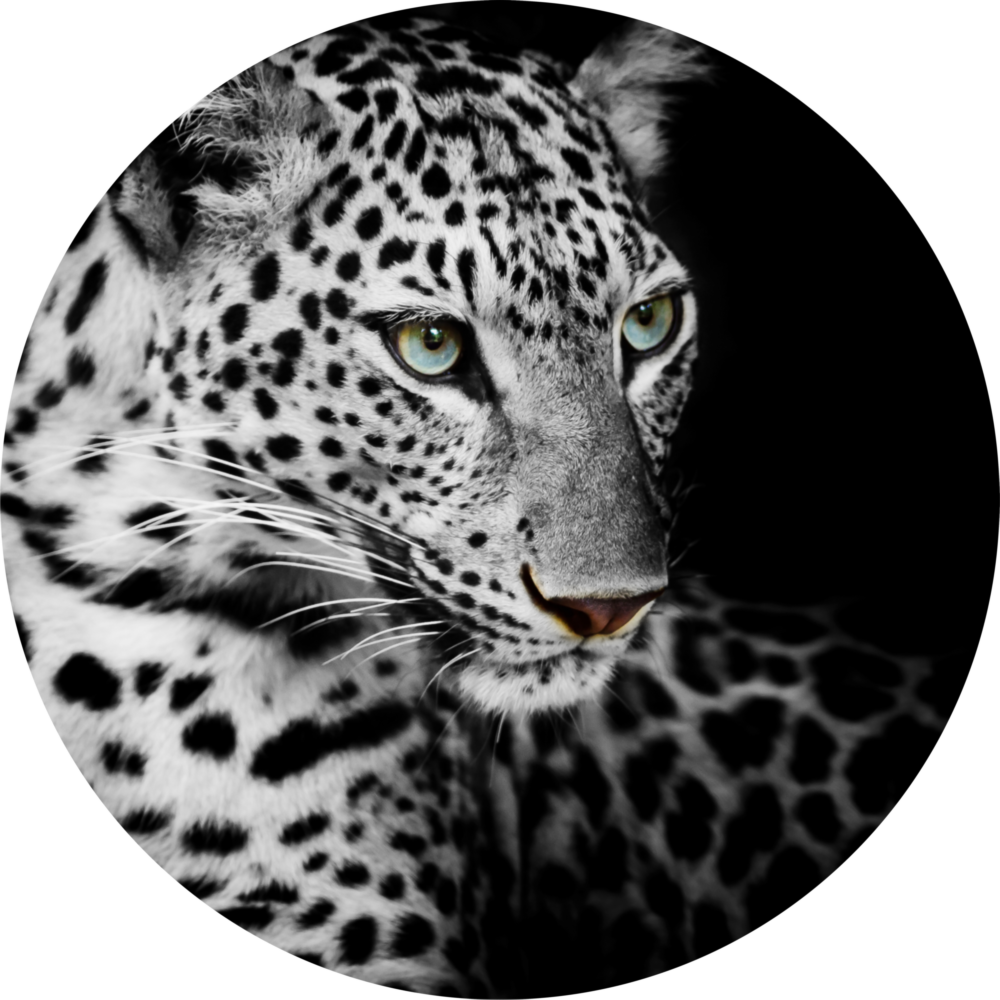 Léopard Impression sur verre