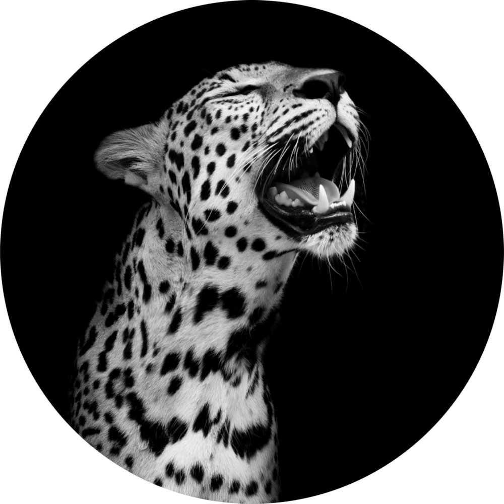 Léopard Impression sur verre