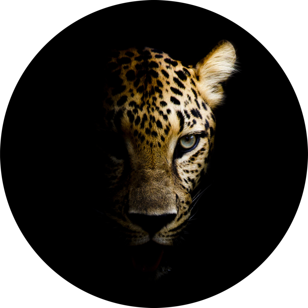 Léopard Impression sur verre