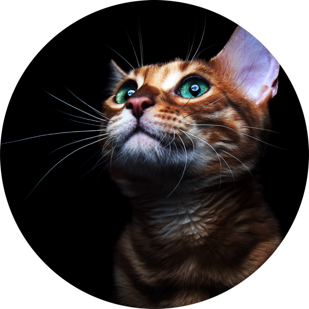 Arte de pared de vidrio de Gato