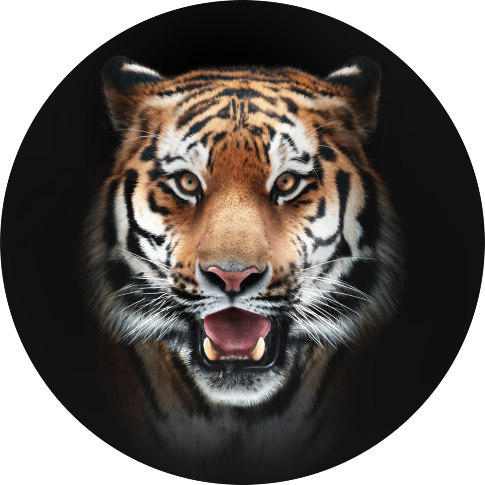 Tigre Impression sur verre
