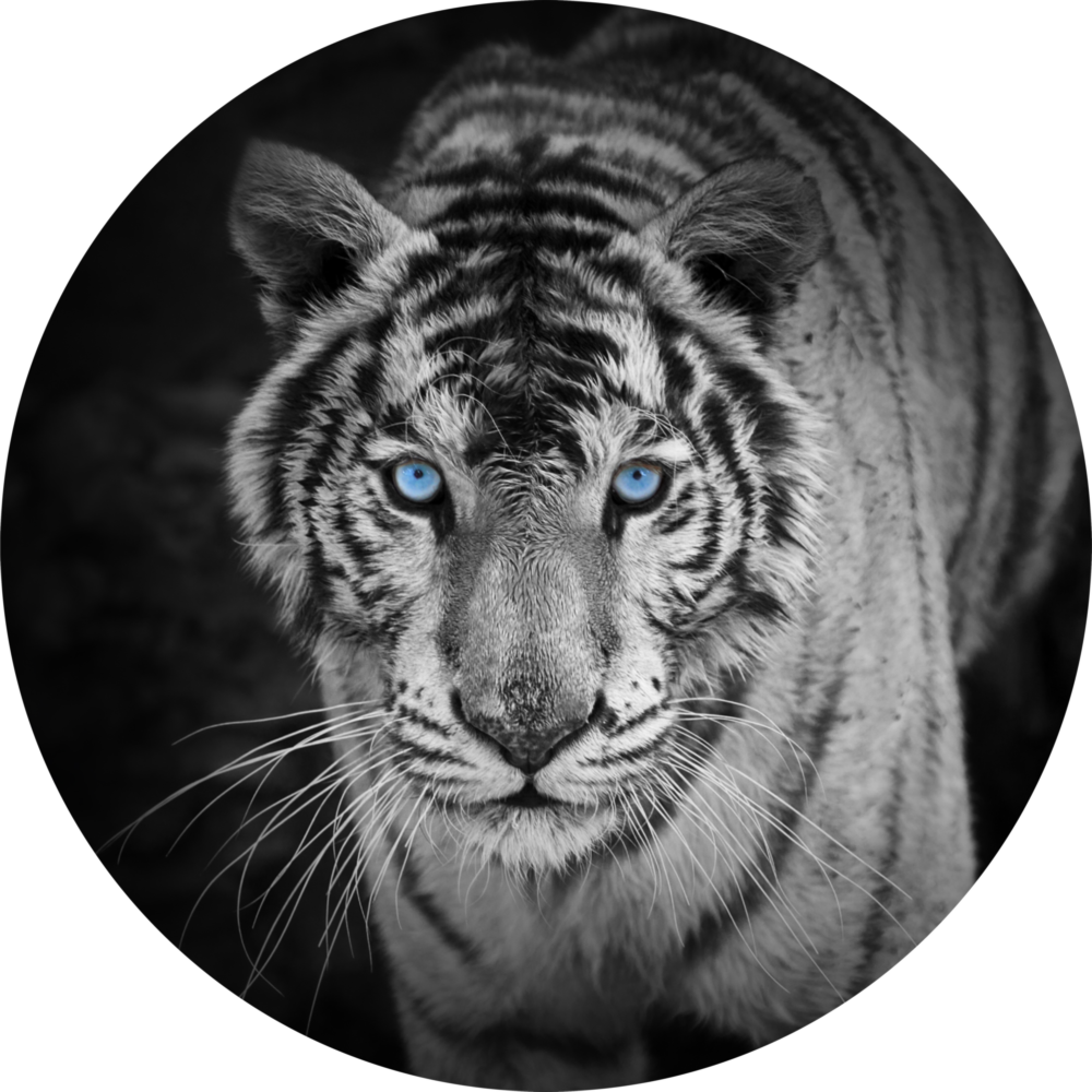 Tigre Impression sur verre