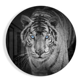 Tigre aux Yeux Bleu Glacier tableau en verre - 60x60 cm