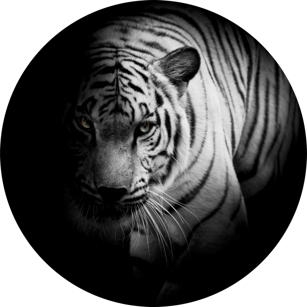 Tigre Impression sur verre