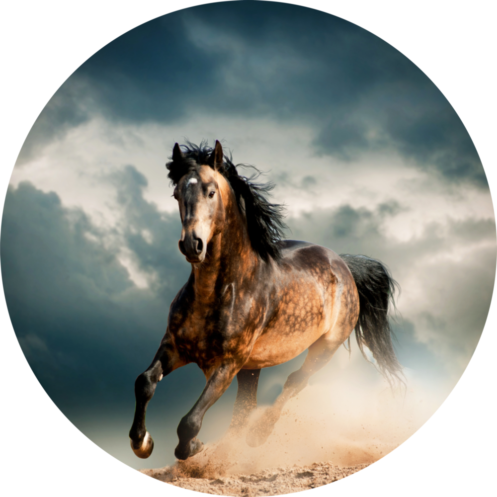 Cheval Impression sur verre