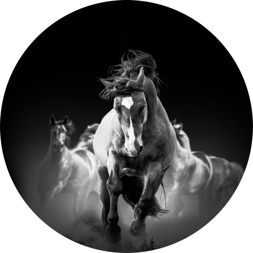 Arte della parete di vetro Cavalli