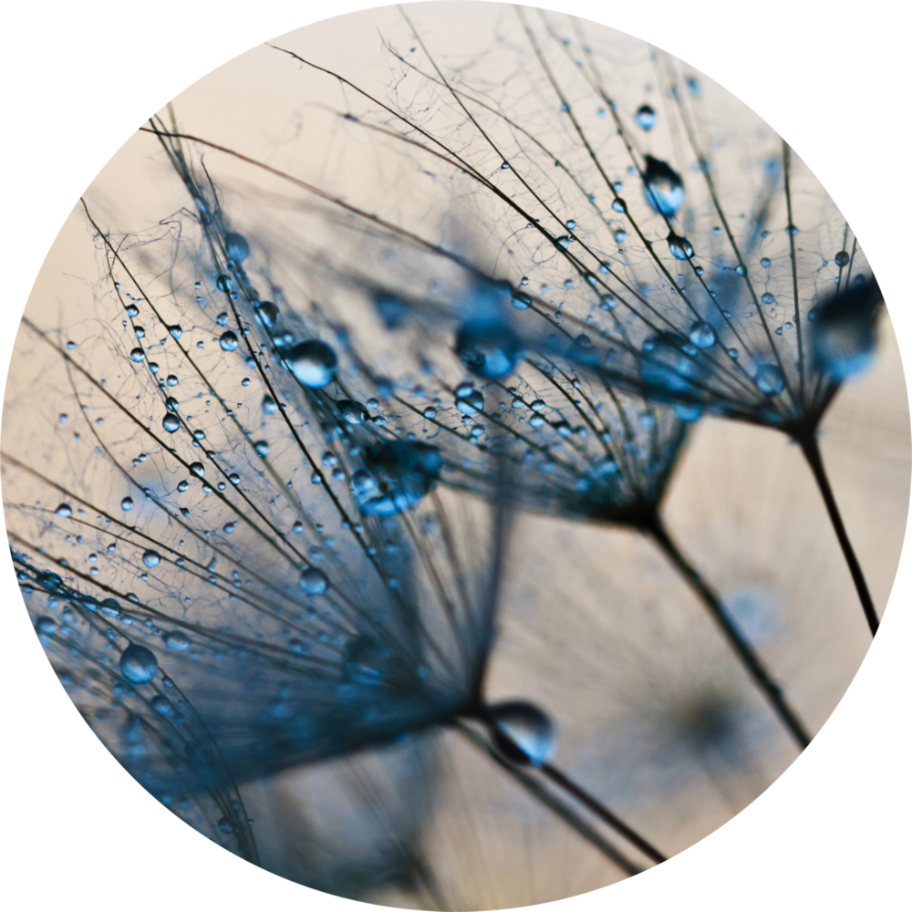 Dandelion Glass Wall Art