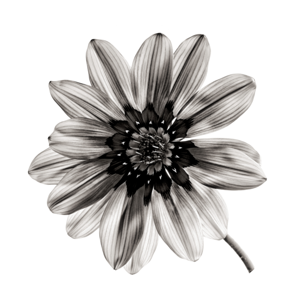 Flower Glass Wall Art