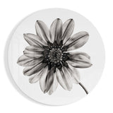 Monochrome Gazania Daisy Glass Wall Art - 60x60 cm