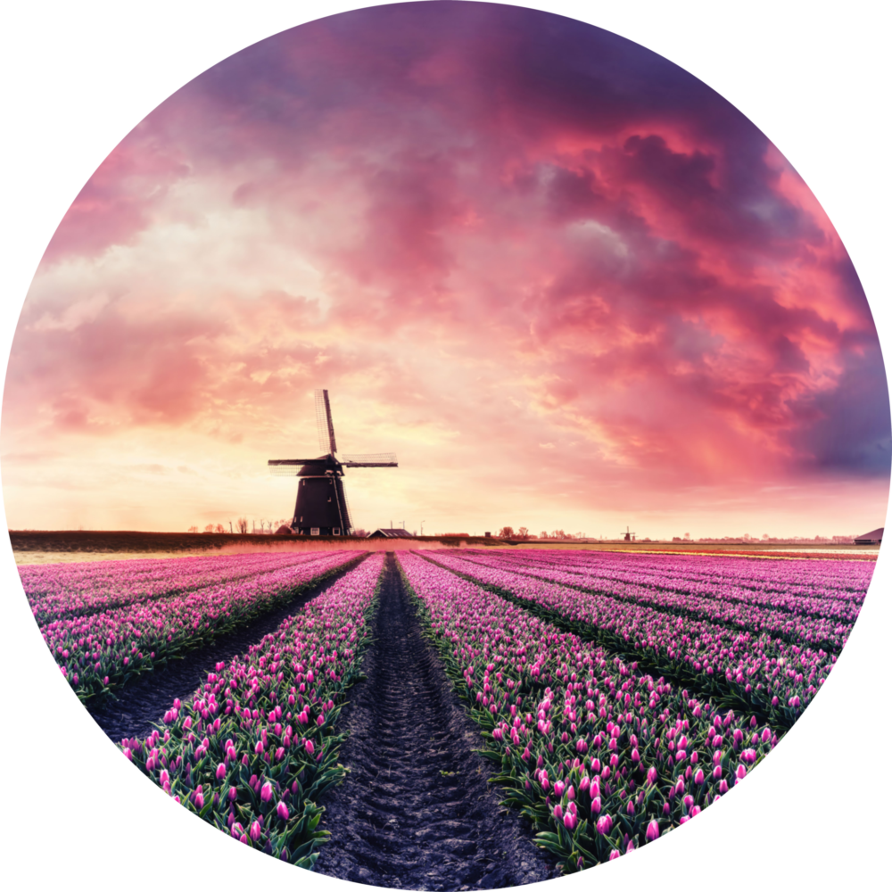 Arte della parete di vetro Giardino di tulipani