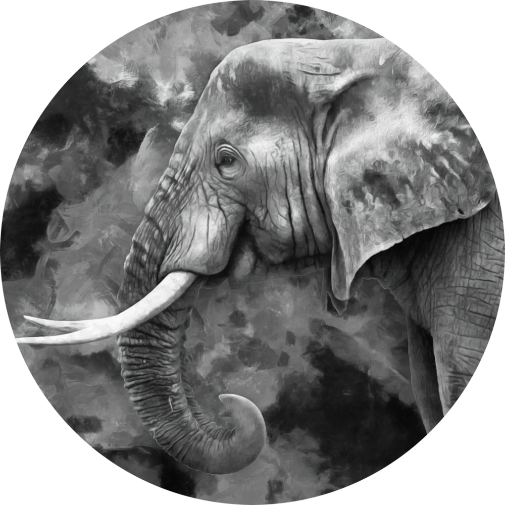 Arte della parete di vetro Elefante