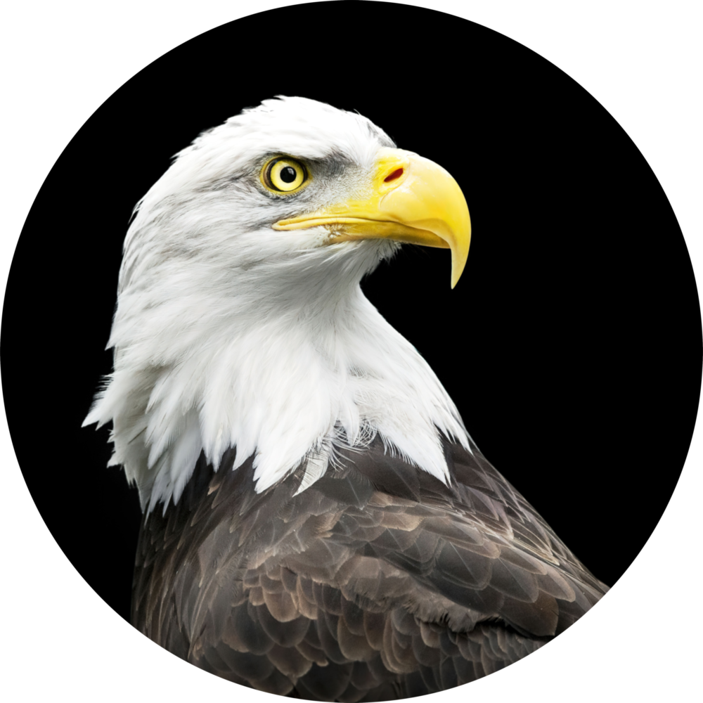 Aigle Impression sur verre