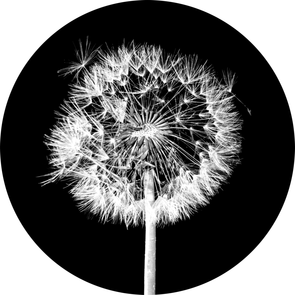 Arte della parete di vetro Dente di leone