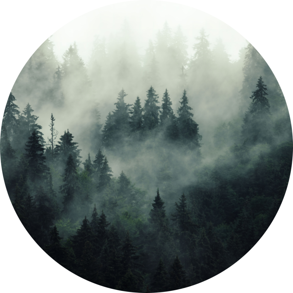 Arte della parete di vetro Foresta nebbiosa