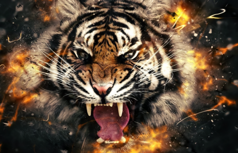 Wut Eines Tigers Glasbild