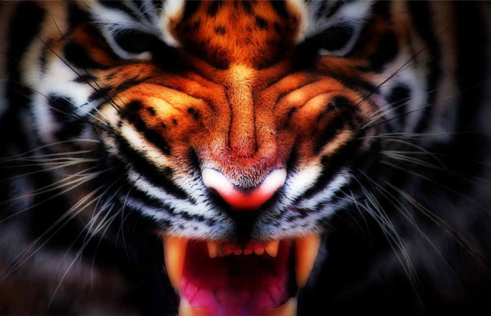 Wut Eines Tigers Glasbild