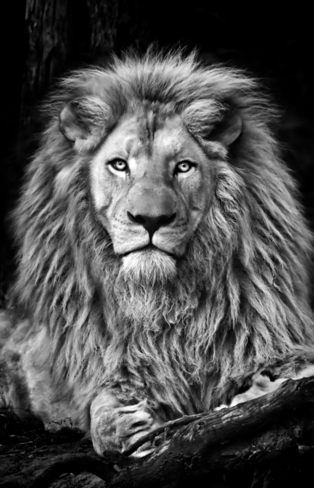 Arte della parete di vetro Leone