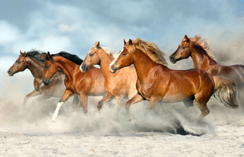 Horses Glass Wall Art