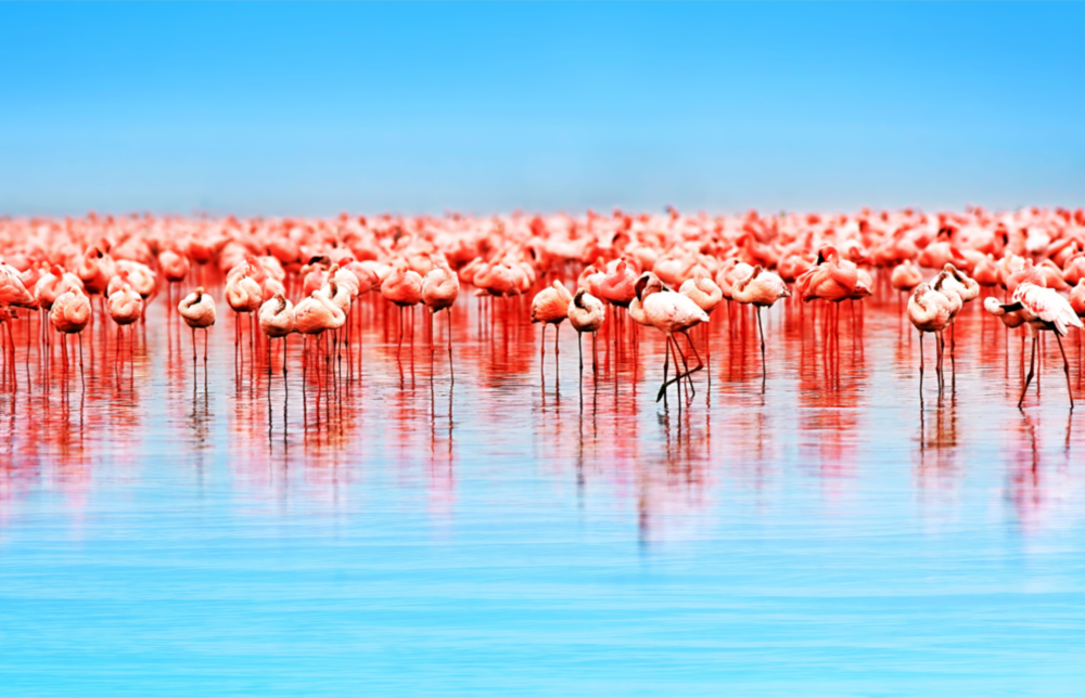 Flamingos Glass Wall Art