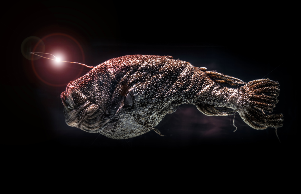 Deepsea Fish Glass Wall Art