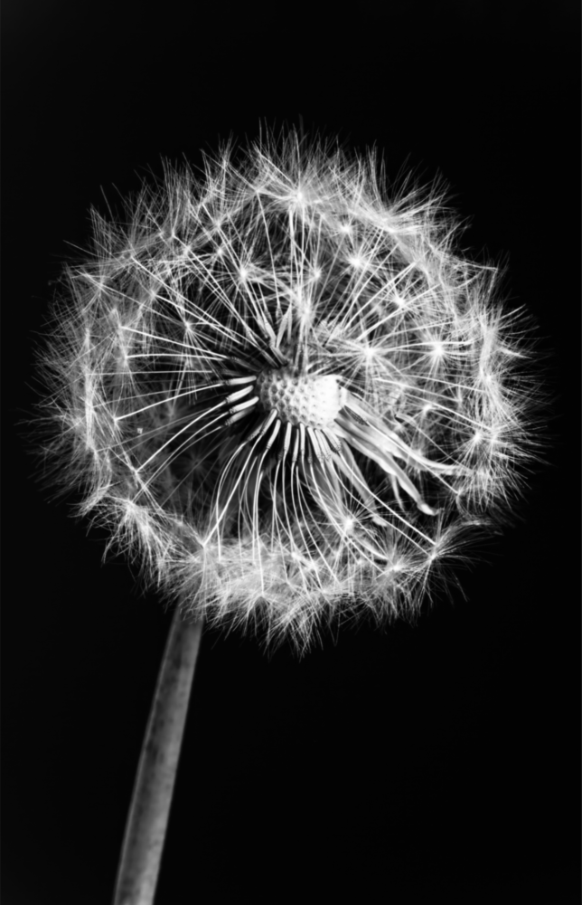 Dandelion Glass Wall Art