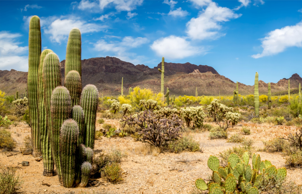 Cactuses Glass Wall Art