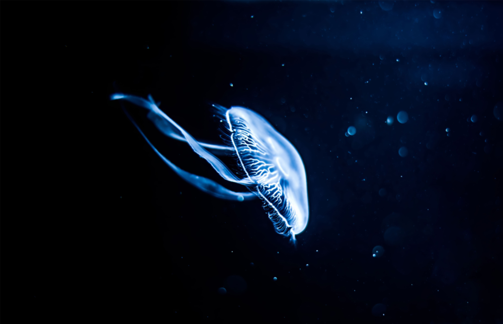 Jellyfish Glass Wall Art