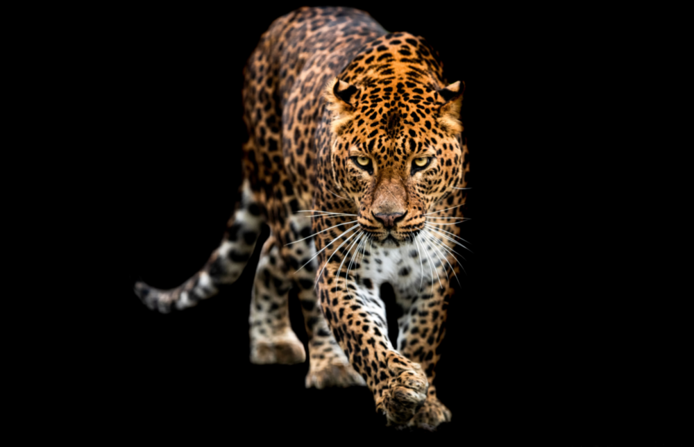 Tiger Glass Wall Art