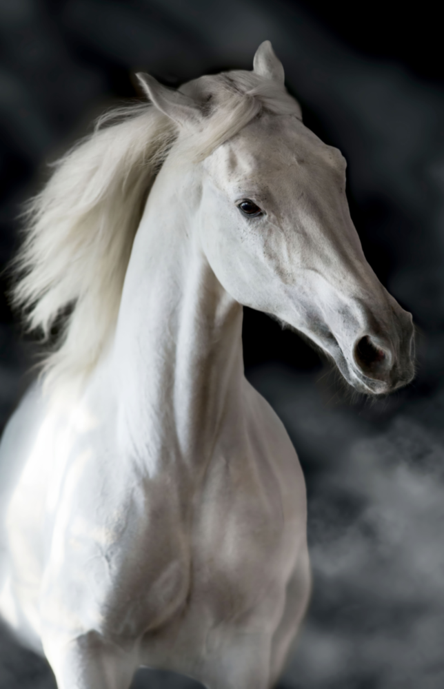 Horse Glass Wall Art