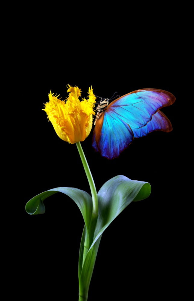 Abstract Art Glass Wall Art