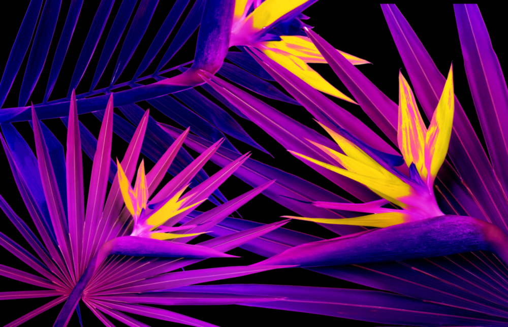 Areca Bunch Glass Wall Art