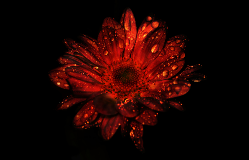 Flower Glass Wall Art