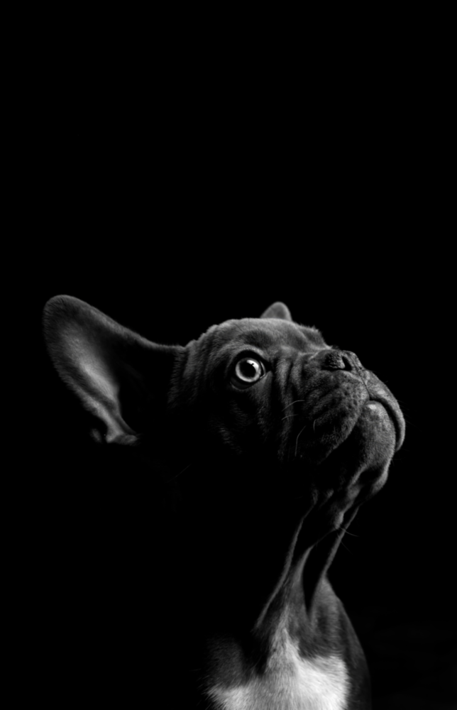 Bulldog Glass Wall Art