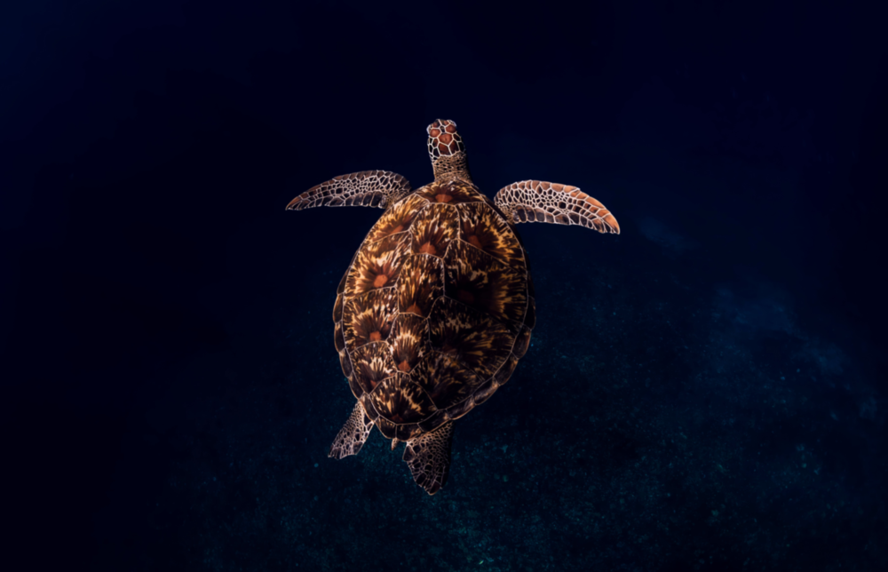 Tortoise Glass Wall Art