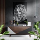 Ruhender Löwe in Schwarz-Weiß Gebürstetes Aluminium-Dibond Wandbild - 60x39 cm