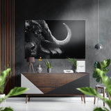 Büffel Wandbild auf gebürstetem Aluminium-Dibond - 60x39 cm