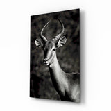 Schwarz-Weiß Impala-Porträt Glasbild - 72x46 cm