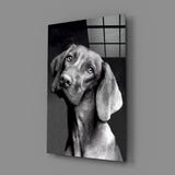 Innocent Dog Glass Wall Art.