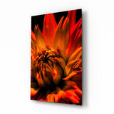Dahlia Araignée Orange Flamboyant tableau en verre - 72x46cm