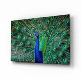 Paon à Queue Déployée en Éventail tableau en verre - 72x46 cm