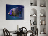 Queen Angelfish Glass Art.