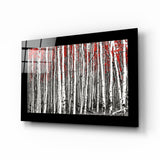 Bosquet de bouleaux à la canopée rouge et bordure noire tableau en verre - 72x46 cm