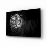 Liegender Blauäugiger Tiger Glasbild - 72x46 cm