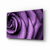 Pétalos de Rosa Morada Besados por la Lluvia cuadro de cristal - 72x46 cm
