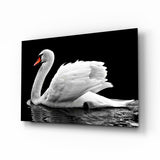 Cisne Blanco Reflejo en Agua Negra cuadro de cristal - 72x46 cm
