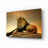 Ruhender Löwe im Goldenen Sonnenuntergang Glasbild - 72x46 cm