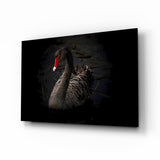 Glasbild Schwarzer Schwan - 72x46 cm