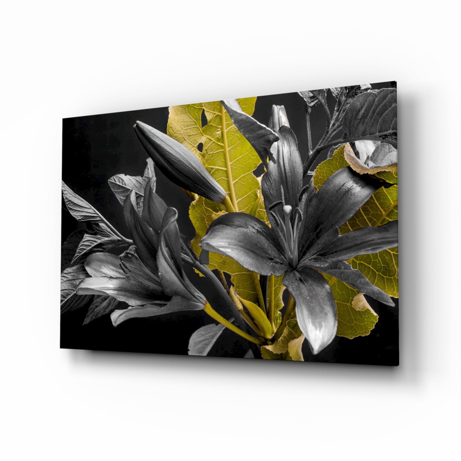 Blumen Glasbild — Silberne Lilien gelbes Blatt schwarzer Hintergrund selektive Farbe Makro-Botanik – Insigneart EU